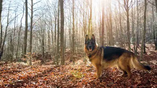 Bosque de la Herrería con perro