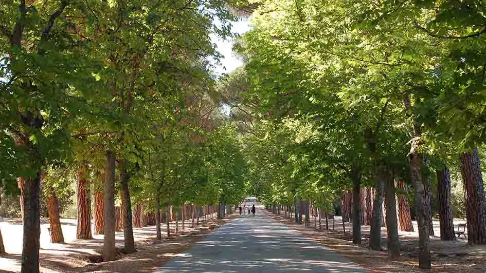 Árboles de la Casita del Príncipe de El Escorial