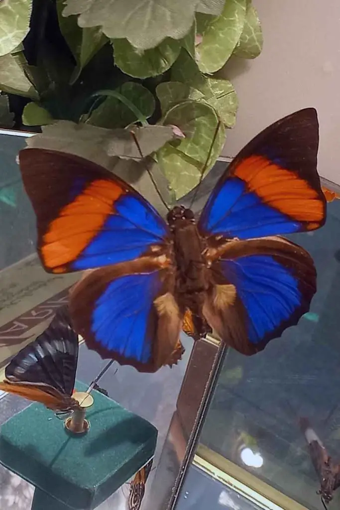 Museo de insectos